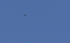 Panyptila cayennensis