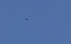 Panyptila cayennensis