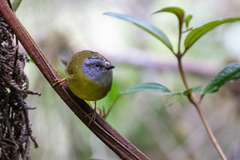 Myiothlypis coronata