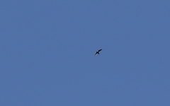 Panyptila cayennensis