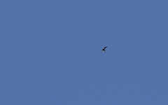 Panyptila cayennensis