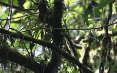 Vireolanius leucotis