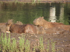 Hydrochoerus hydrochaeris