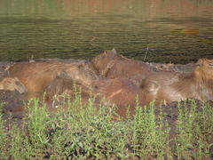 Hydrochoerus hydrochaeris