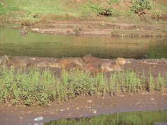 Hydrochoerus hydrochaeris