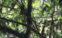 Vireolanius leucotis