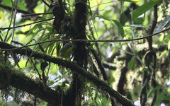 Vireolanius leucotis