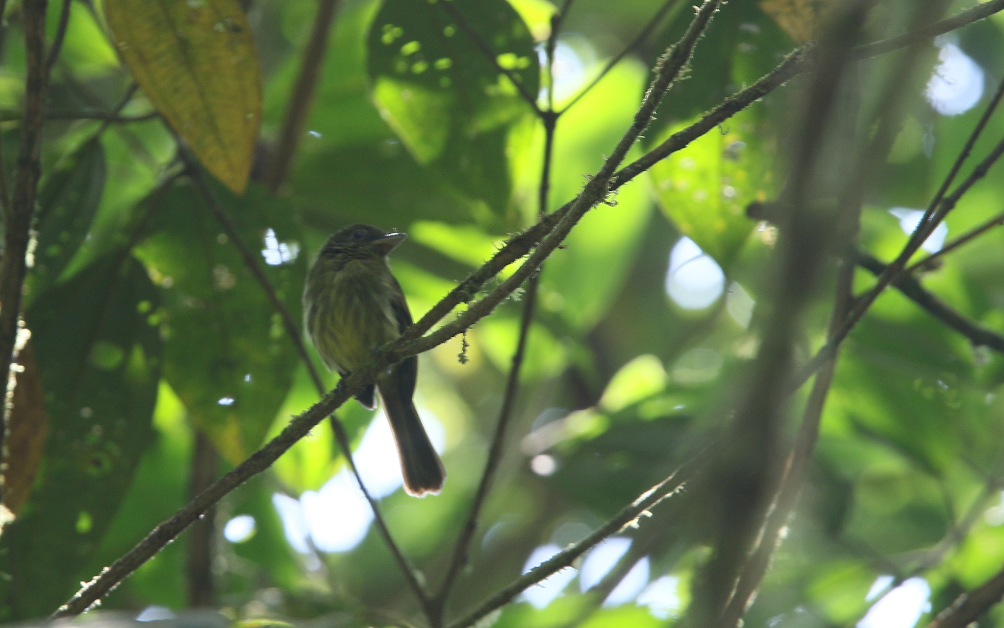 Pacific Flatbill (Rhynchocyclus pacificus), photo 7