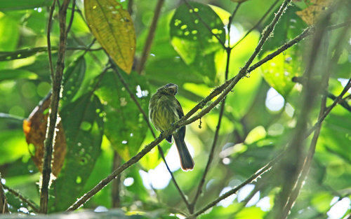 Pacific Flatbill (Rhynchocyclus pacificus), photo 7