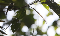 Leptopogon superciliaris