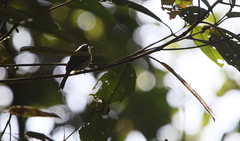 Leptopogon superciliaris