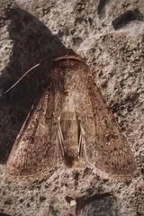 Noctuidae