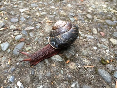 Monadenia subcarinata