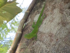 Anolis garmani