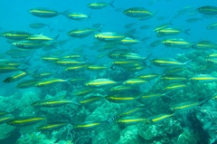 Selaroides leptolepis
