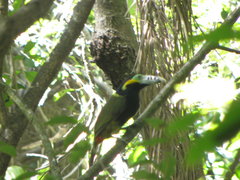 Selenidera maculirostris