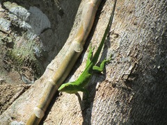 Anolis garmani