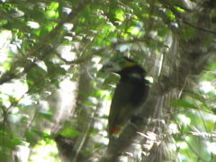 Selenidera maculirostris