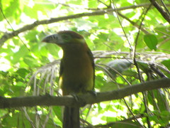 Selenidera maculirostris