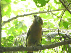 Selenidera maculirostris