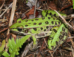 Southern Leopard Frog photo 5