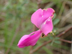 Tephrosia capensis acutifolia