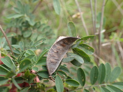 Tephrosia capensis acutifolia