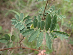 Tephrosia capensis acutifolia