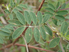 Tephrosia capensis acutifolia