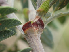 Tephrosia capensis acutifolia