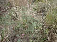 Tephrosia capensis acutifolia