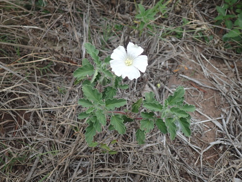 Monsonia emarginata