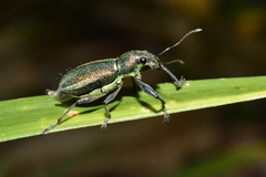 Naupactus auricinctus