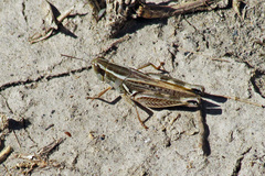 Dichroplus pratensis