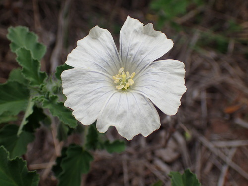 Monsonia emarginata