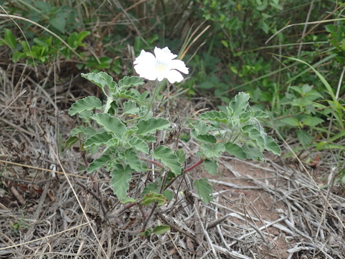Monsonia emarginata