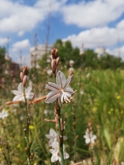 Asphodelus fistulosus