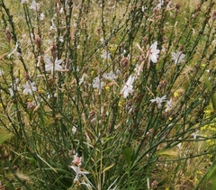 Asphodelus fistulosus