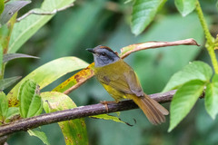Myiothlypis coronata