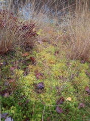 Sphagnum inundatum