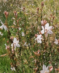 Asphodelus fistulosus