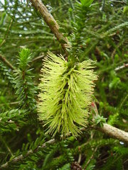 Melaleuca diosmifolia