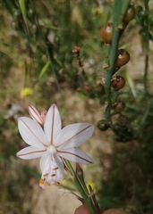 Asphodelus fistulosus