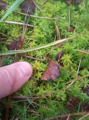 Sphagnum inundatum