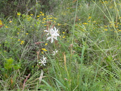 Trachyandra asperata