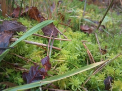 Sphagnum inundatum