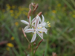 Trachyandra asperata
