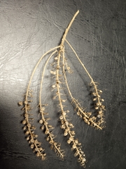 Alyssum montanum