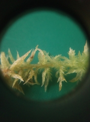 Sphagnum inundatum