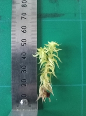 Sphagnum inundatum
